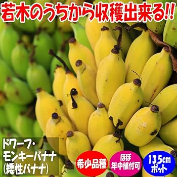 Amazon.co.jp: ITANSE ドワーフ モンキーバナナ 4.5号 1個